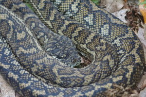 Eine riesige Python im Lamington Nationalpark