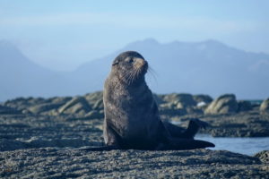 Seal in Kaikoura