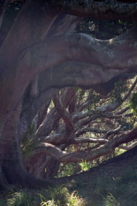 Albert Park Auckland alte Bäume