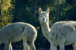 Alpakafarm mit dem WHV in Neuseeland