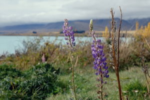 Frühling in Neuseeland mit Lupinen im November