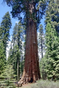 General Sherman Tree, dickste Baum der Welt