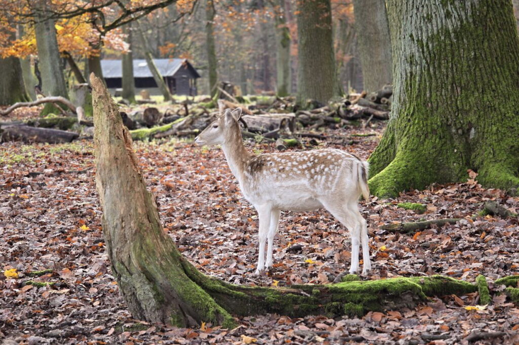 Rheinsteig von Lorch nach Ruedesheim Wildtiere