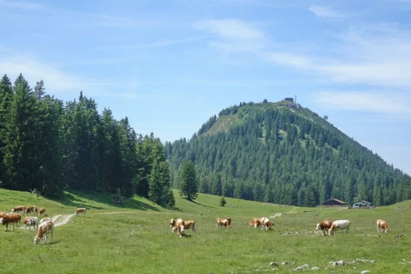 Chiemgautour Huettenwanderung Alpen Kuehe beim Wandern
