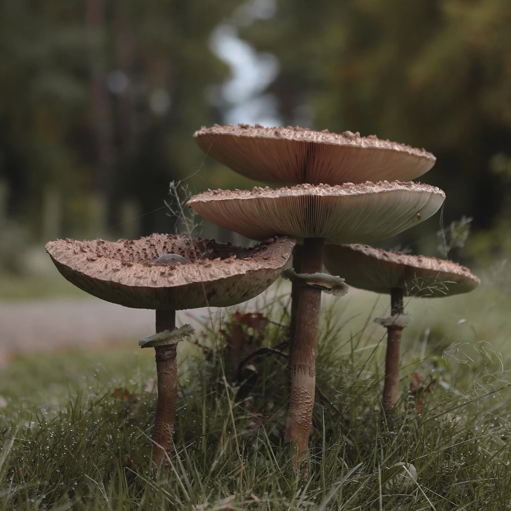 Hoge Kempen Nationalpark Trail Fotos Tag 1 Pilze