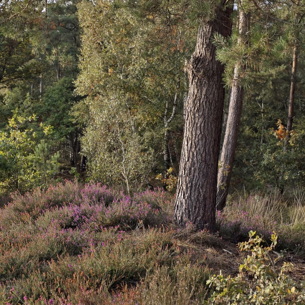 Hoge Kempen Nationalpark Trail Fotos Tag 2 Heidekraut